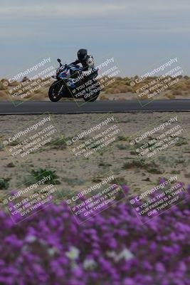 media/Jan-14-2023-SoCal Trackdays (Sat) [[497694156f]]/Turn 14 Exit Bloomig (145pm)/